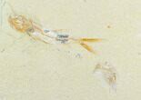 Cretaceous Fossil Fish (Davichthys) And Shrimp - Lebanon #124006-1